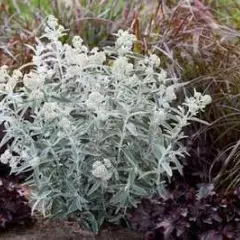 BUDDLEJA davidii 'Silver Anniversary'® - Arbre aux Papillons