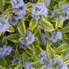 CARYOPTERIS clandonensis 'Summer Sorbet'® - Spirée bleue