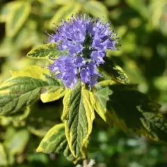 CARYOPTERIS clandonensis 'Summer Sorbet'® - Spirée bleue