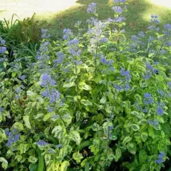 CARYOPTERIS clandonensis 'Summer Sorbet'® - Spirée bleue