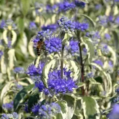 CARYOPTERIS clandonensis 'White Surprise'® - Spirée bleue