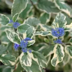 CARYOPTERIS clandonensis 'White Surprise'® - Spirée bleue