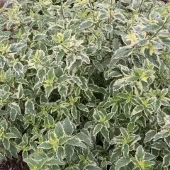 CARYOPTERIS clandonensis 'White Surprise'® - Spirée bleue