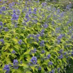 CARYOPTERIS incana 'Sunshine Blue'® - Spirée bleue