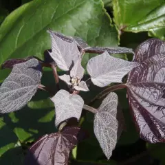 CATALPA erubescens 'Purpurea' - Catalpa pourpre