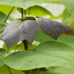 CATALPA erubescens 'Purpurea' - Catalpa pourpre