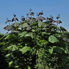 CATALPA erubescens 'Purpurea' - Catalpa pourpre