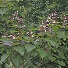 CATALPA erubescens 'Purpurea' - Catalpa pourpre