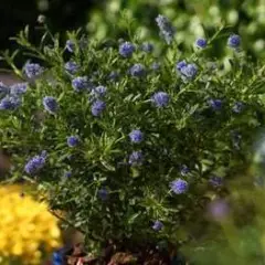 CEANOTHUS 'Blue Diamond'® - Céanothe naine, Lilas de Californie