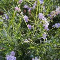 CEANOTHUS 'Blue Diamond'® - Céanothe naine, Lilas de Californie