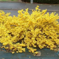 FORSYTHIA intermedia 'Marée d'or' - Mimosa de Paris couvre sol