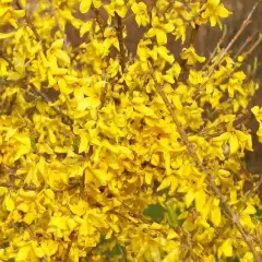 FORSYTHIA intermedia 'Marée d'or' - Mimosa de Paris couvre sol