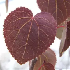 CERCIDIPHYLLUM japonicum 'Rotfuchs' - Arbre à Caramel