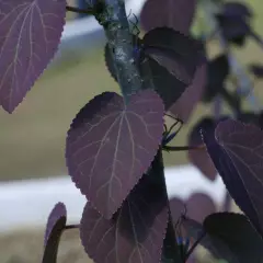 CERCIDIPHYLLUM japonicum 'Rotfuchs' - Arbre à Caramel