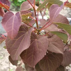 CERCIDIPHYLLUM japonicum 'Rotfuchs' - Arbre à Caramel