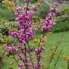 CERCIS chinensis 'Avondale' - Arbre de Judée