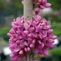 CERCIS chinensis 'Avondale' - Arbre de Judée