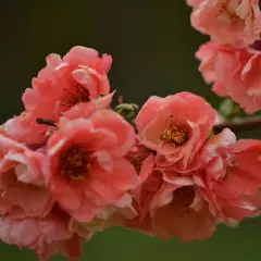 CHAENOMELES speciosa 'Falconnet Charlet' - Cognassier du Japon 'Falconet Charlet'