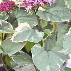 CLERODENDRUM bungei 'Pink Diamond'® - Clérodendron du bunge