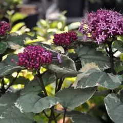 CLERODENDRUM bungei 'Pink Diamond'® - Clérodendron du bunge