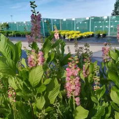 CLETHRA alnifolia 'Ruby Spice' - Clèthre à feuille d'Aulne