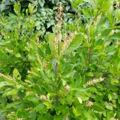 CLETHRA alnifolia 'Ruby Spice' - Clèthre à fleurs rose