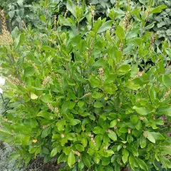 CLETHRA alnifolia 'Ruby Spice' - Clèthre à fleurs rose