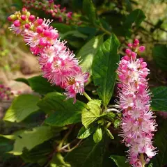 CLETHRA alnifolia 'Ruby Spice' - Clèthre à fleurs rose