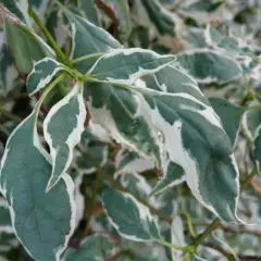 CORNUS alternifolia 'Argentea' - Cornouiller panaché à feuilles alternes