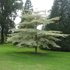 CORNUS alternifolia 'Argentea' - Cornouiller panaché à feuilles alternes