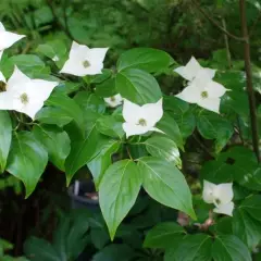 CORNUS kousa 'Milky Way' - Cornouiller du Japon à fleurs