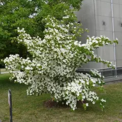 CORNUS kousa 'Milky Way' - Cornouiller du Japon à fleurs