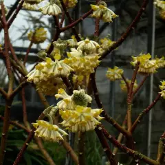 EDGEWORTHIA chrysantha 'Grandiflora' - Buisson à papier