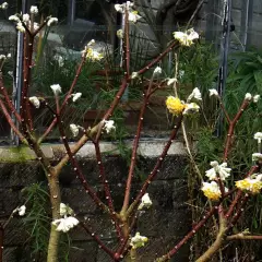 EDGEWORTHIA chrysantha 'Grandiflora' - Buisson à papier