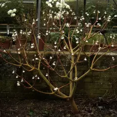 EDGEWORTHIA chrysantha 'Grandiflora' - Buisson à papier