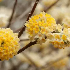 EDGEWORTHIA chrysantha 'Grandiflora' - Buisson à papier