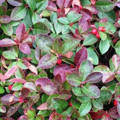 GAULTHERIA procubens - Gaulthérie couchée.