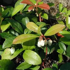 GAULTHERIA procubens - Gaulthérie couchée.