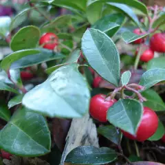 GAULTHERIA procubens - Gaulthérie couchée.