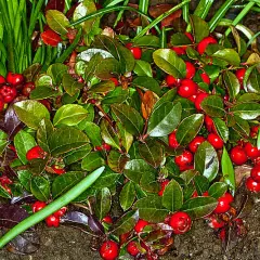 GAULTHERIA procubens - Gaulthérie couchée.