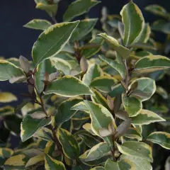 ELAEAGNUS ebbingei 'Viveleg' - Chalef 'Viveleg'