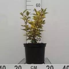 ELAEAGNUS ebbingei 'Viveleg' - Chalef 'Viveleg'