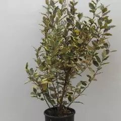 ELAEAGNUS ebbingei 'Viveleg' - Chalef 'Viveleg'