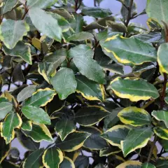 ELAEAGNUS ebbingei 'Viveleg' - Chalef 'Viveleg'