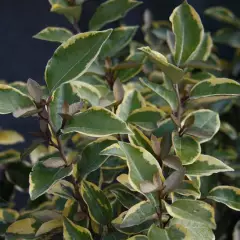 ELAEAGNUS ebbingei 'Viveleg' - Chalef 'Viveleg'