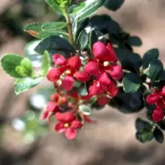 ESCALLONIA 'C.F. Ball' - Escallonia