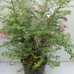 ESCALLONIA 'C.F. Ball' - Escallonia