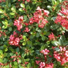 ESCALLONIA 'C.F. Ball' - Escallonia