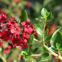 ESCALLONIA 'C.F. Ball' - Escallonia