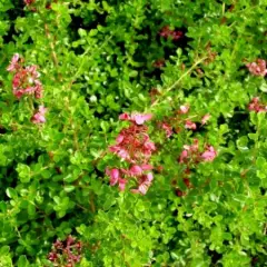 ESCALLONIA 'Dart's Rosyred' - Escallonia